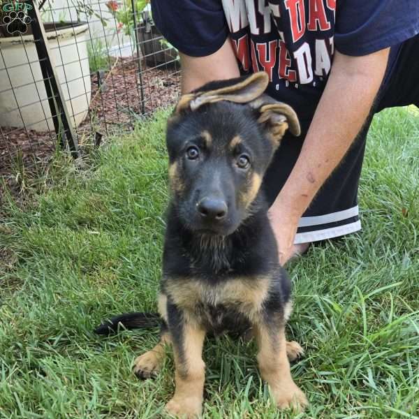 Batman, German Shepherd Puppy